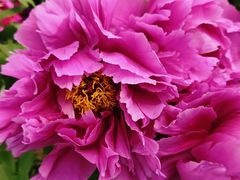 -曹州百花园