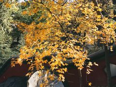 -闻道食府烙饼卷带鱼(原车耳营店原大觉寺店)