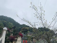 -老幺泉水鸡