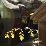 春色正好,游客不少。疫情前只有附近居民饭后来遛达