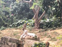 -珠海横琴长隆《卡卡虎奇遇记》