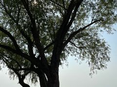-洪泽湖古堰景区