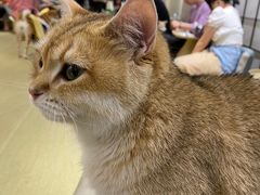 -逗柴咖啡屋·狗咖猫咖宠物桌游