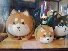 -柴犬高等学院·狗咖·柴犬售卖·宠物训练