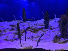 -芜湖新华联大白鲸海洋公园