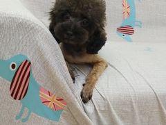 -芭比堂动物医院广州顽皮分院