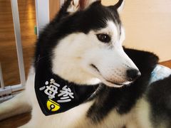 -Husky Go! 哈士奇体验馆·宠物咖啡厅狗咖