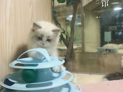 -屋虎猫馆(宝安大仟里店)