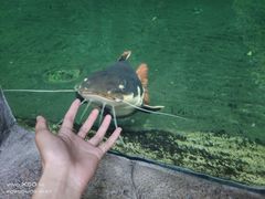 -青青世界