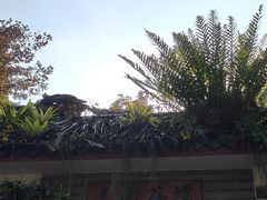 -深圳仙湖植物园