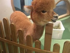 -藦茜花园宠物主题亲子互动体验馆(国顺东路店)