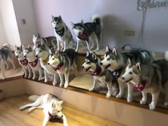 -Husky Go! 哈士奇体验馆·宠物咖啡厅狗咖