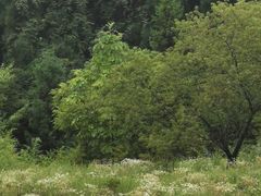 -武陵山森林公园