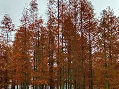 -白鹭湾湿地公园