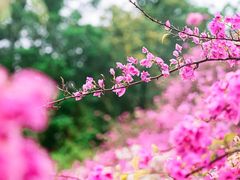 -深圳市中科院仙湖植物园