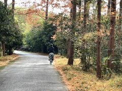 -东平国家森林公园