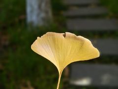 -范蠡湖公园