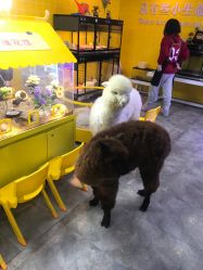 -神奇动物撸宠馆·羊驼·小浣熊·异宠(豫园店)