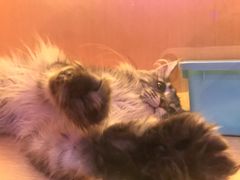 -Pets First伊珊娜洗护·精致美容·家庭式寄养(新会路店)
