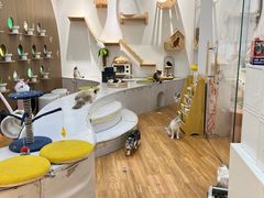 -COLOR PETS 撸猫馆·购猫·猫咖(长风大悦城店)