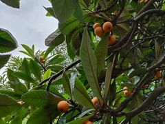 -塘栖枇杷特色园区