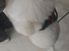 -瑞鹏宠物医院·眼科·皮肤·中兽医(大悦城分院)