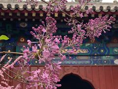 -大觉寺-停车场