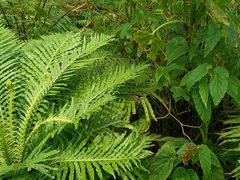 -国家植物园南园