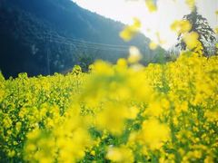 -婺源风景区