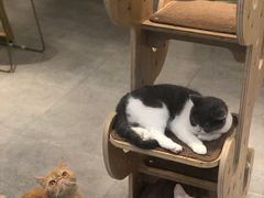 -飞行喵MR PILOT|猫舍·猫咖(静安大融城店)