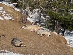 -鄂尔多斯野生动物园