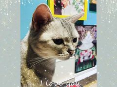 -猫小院猫主题咖啡厅(北锣店)