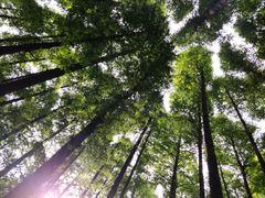 -山王坪喀斯特国家生态公园