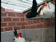 -观桥阁(锦溪店)