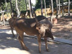 -清迈夜间动物园