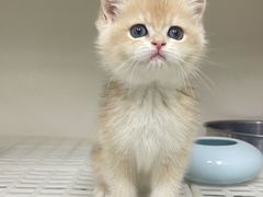 -lincat·猫舍(广州店)