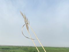 -羊亭河湿地公园