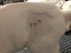 -纳吉亚猫专科动物医院博雅分院