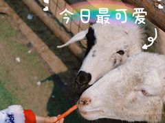 -秀丽东方