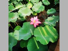 -上海市保健医疗中心