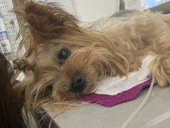 -爱侣宠医·鹦鹉专科·小型哺乳类·异宠专科(灵石路店)