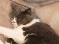 -滚猫咖啡·猫咖·猫友好撸猫(未来城店)