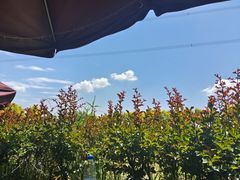 -紫颐香薰山谷景区