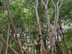 -中国科学院西双版纳热带植物园