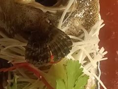 -西安绿地假日酒店·丽宝轩中餐厅