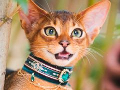 -猫十亿·布偶金渐层·曼基康矮脚猫舍(青年路店)