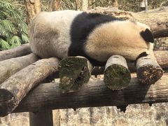 -都江堰中华大熊猫苑