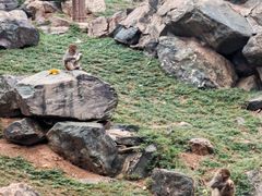 -石家庄市动物园