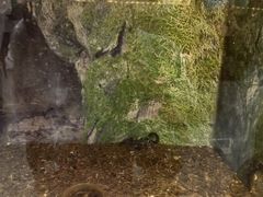 -上海大自然野生昆虫馆(东方明珠·爬宠昆虫探索中心)
