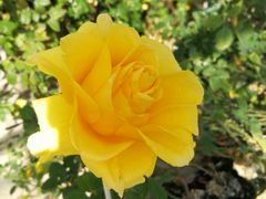 -云中鱼蒸汽石锅鱼(川沙百联店)